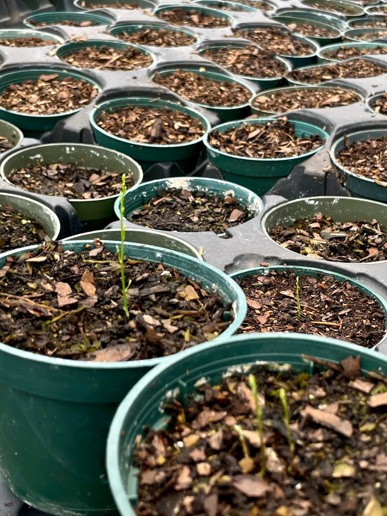 20 SEEDS Foxtail asparagus Meyeri Fern Etsy