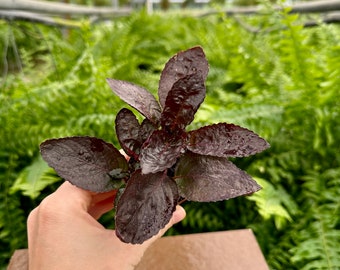 2" Purple Waffle | Live Plant | Hemigraphis Alternata | Starter Plant | Colorful plant