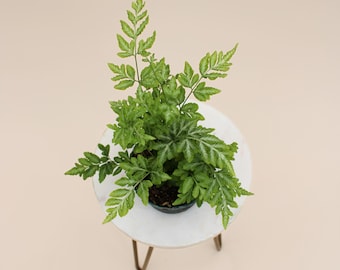 4" Silver Lace Fern | Pteris Ensiformis | Live Plant
