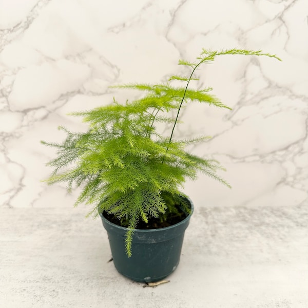 Asparagus Fern Etsy