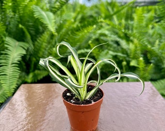 2" Spider Plant | Chlorophytum Comosum | Starter plant | Miniature Plant