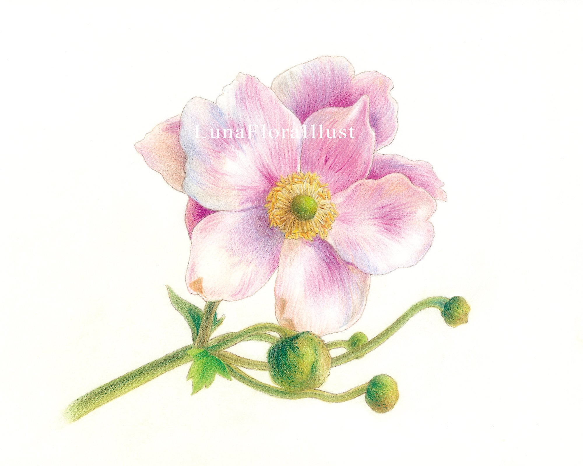 Hand EFärbte Blume Farbe Bleistift Illustration Etsy
