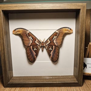 May include: A framed Atlas moth specimen. The moth has large, brown wings with intricate patterns and white markings. The frame is made of wood and has a natural finish. The moth is centered on a white background.