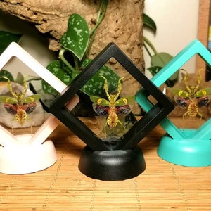 Könnte beinhalten: Drei gerahmte Insektenausstellungen. Jede Ausstellung zeigt ein konserviertes Insekt mit grüner, brauner und gelber Farbe. Die Rahmen sind quadratisch und in Rosa, Schwarz und Türkis erhältlich. Die Ausstellungen stehen auf einer Holzoberfläche.