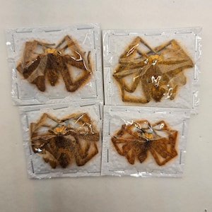 May include: Four preserved tarantulas, each encased in a clear plastic package. The spiders are brown with orange and yellow accents. The legs are spread out, and the bodies are visible.