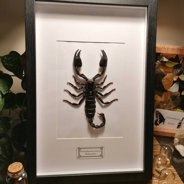 Gerahmter Skorpion, Heterometrus cyaneus, Blauer Thai Skorpion, Taxidermy, Kuriosität, Präparat, Entomologie, Kuriosität, Gothic, Odditie