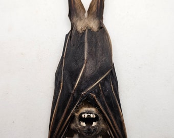 Cynopterus brachyotis Echte Fledermaus hängend Indonesien Taxidermy Präparat Sammlung Gothic Kuriosität Flughund