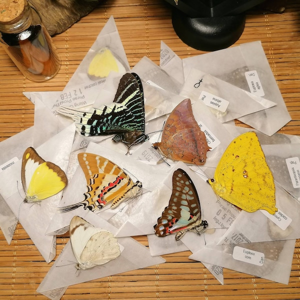 Real exotic butterflies mix 5/10/25 A1-, unprepared, butterfly, entomology, taxidermy, art object, craft material, UNMOUNTED