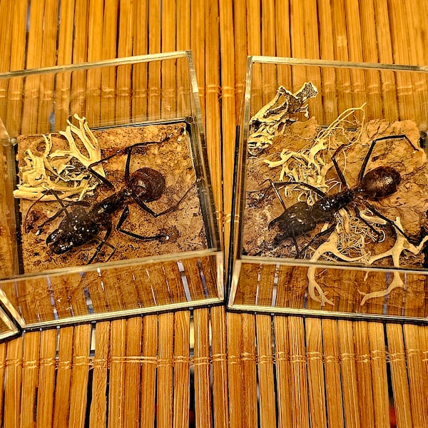 Camponotus gigas, Dinomyrmex gigas, real insect, ant, ant, diorama, entomology, specimen, unique, gift idea, decorative diorama