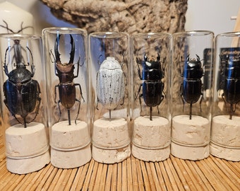 Käfer / Insekt im Glas Mittel Deko Kuriosität Präparat Unikat Beetle in Glass vial Gift Entomologie Taxidermy