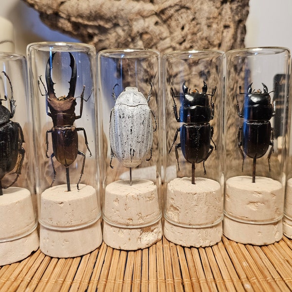 Käfer / Insekt im Glas Mittel Deko Kuriosität Präparat Unikat Beetle in Glass vial Gift Entomologie Taxidermy