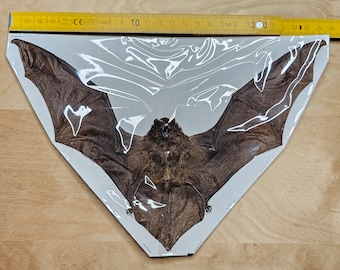 Hipposideros medius Spread Mumifiziert Flügelspannweite ~25cm Echte Fledermaus Indonesien Taxidermy Präparat Sammlung Gothic Kuriosität