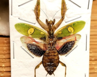 Creobroter gemmatus, Flower Mantis, Gottesanbeterin, Entomologie, Präparat, Taxidermy, Kunstobjekt, Deko, Kuriosität, Insekt