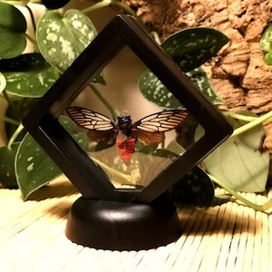 Könnte beinhalten: Ein gerahmtes Zikaden-Insektenpräparat. Das Insekt hat braune und beige Flügel mit schwarzen Adern, einen schwarzen Kopf und einen roten und beigen Körper. Das Präparat ist in einem schwarzen, rautenförmigen Rahmen eingeschlossen.