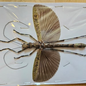 May include: A preserved insect specimen with large, patterned wings and a long, segmented body. The wings display a mix of brown and tan hues, while the body is a darker shade of brown and green. The insect is mounted on a white background.