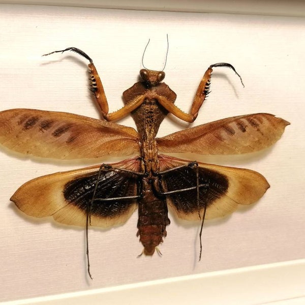 Deroplatys desiccata mâle dans un cadre photo mante religieuse mante feuille morte spécimen oeuvre entomologie taxidermie décoration