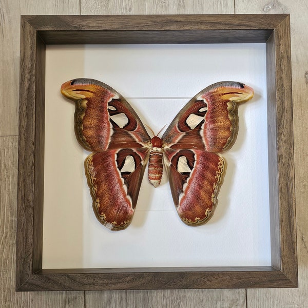 Attacus atlas framed, Atlasspinner, Mounted, Entomologie Präparat, Taxidermy, Kuriosität, Insect, Bilderrahmen, Deko, Atlas Moth