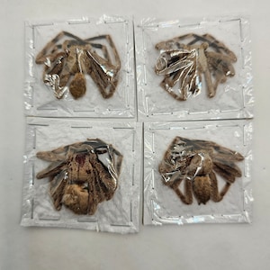 May include: Four preserved tarantulas, each encased in a clear plastic square. The spiders are brown and tan, with visible legs and bodies. The packaging is sealed with a metal frame, creating a grid-like pattern.