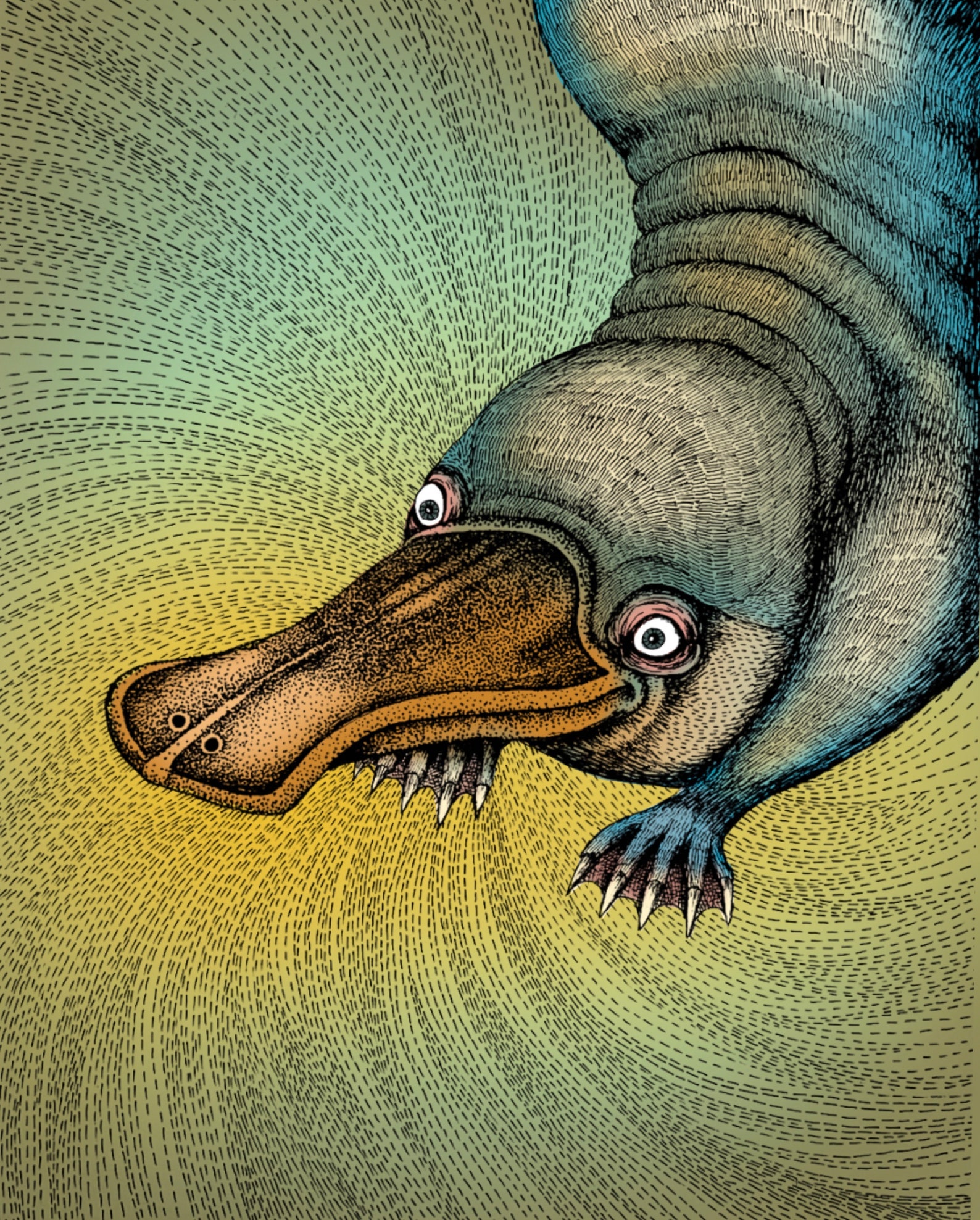 The Platypus. Fine Art Matte Print of an Original Pen and Ink Etsy