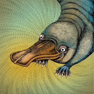 The Platypus. Fine Art Matte Print of an Original Pen and Ink Illustration on Archival Paper