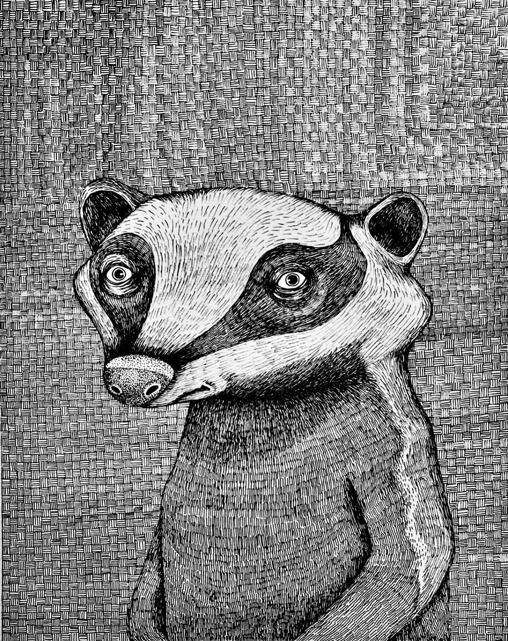 The Badger. Original Pen and Ink Illustration - Etsy