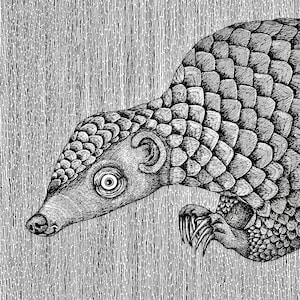 The Pangolin. Fine Art Matte Print of an Original Pen and Ink Illustration on Archival Paper
