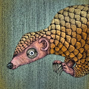 The Pangolin. Fine Art Matte Print of an Original Pen and Ink Illustration digitally colored on Archival Paper
