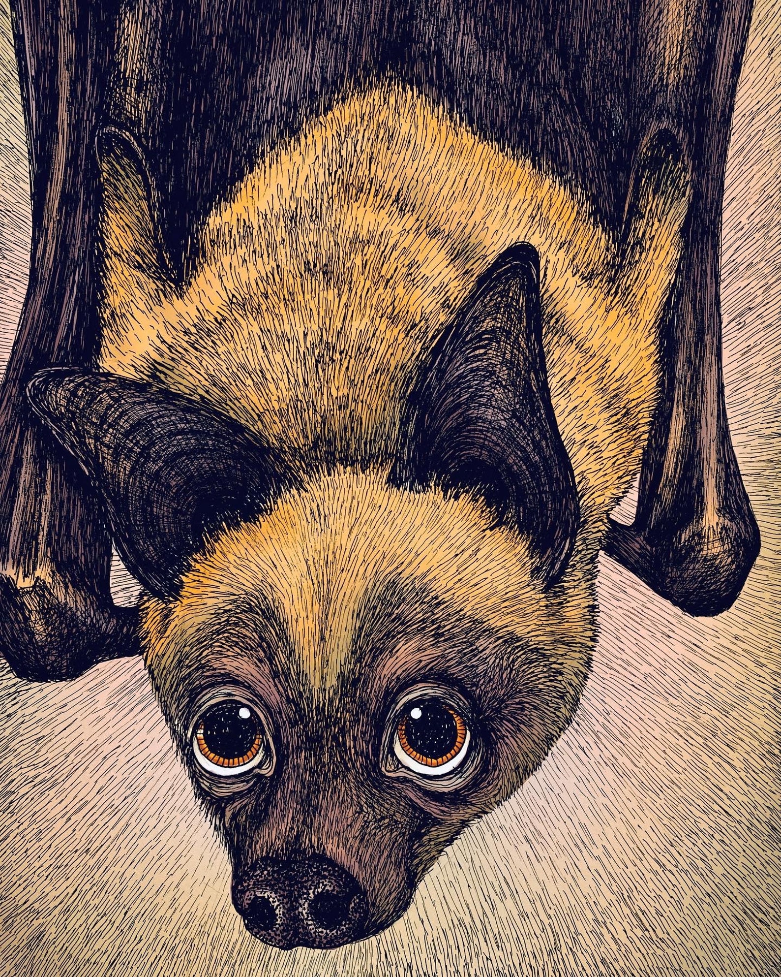 The Bat color. Fine Art Matte Print of Original Pen and Ink Etsy