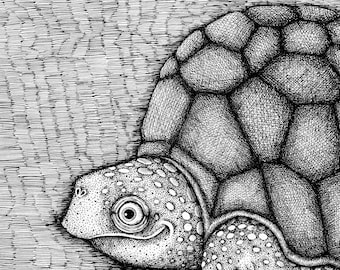 The Turtle. Fine Art Matte Print of an Original Pen and Ink Illustration on Archival Paper