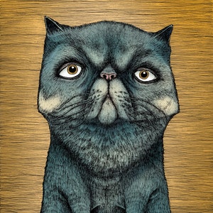 Peut inclure: Gros plan sur un chat gris aux grands yeux ronds et au visage plat. Le chat regarde directement le spectateur avec une expression sérieuse. L'arrière-plan est un bois brun clair.