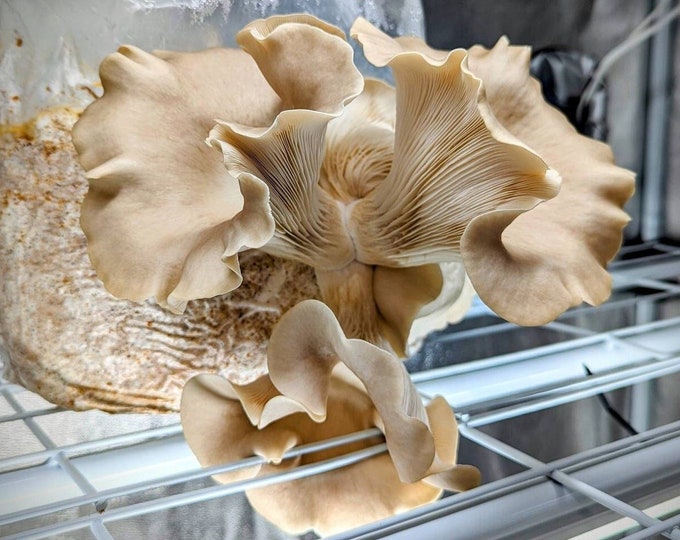 Sporeless Oyster Mushroom Liquid Culture Pleurotus ostreatus