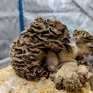 Maitake Mushroom Liquid Culture Kennett Strain, Hen of the woods Grifola frondosa image 1