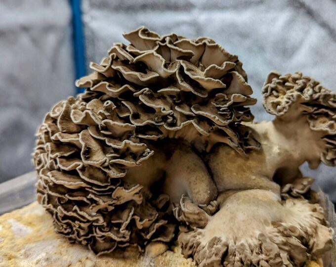 Maitake Mushroom Liquid Culture Kennett Strain, Hen of the woods Grifola frondosa