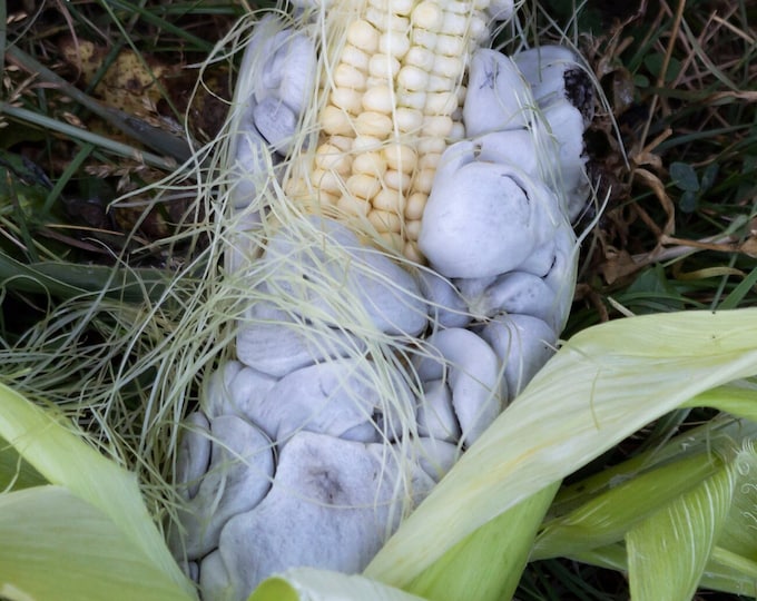 Corn Smut Mushroom Fungus Liquid Culture Ustilago maydis