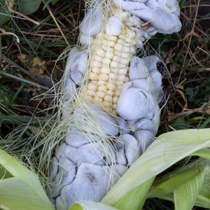 Corn Smut Mushroom Fungus Liquid Culture Ustilago maydis, Huitlacoche, Mexican Truffles