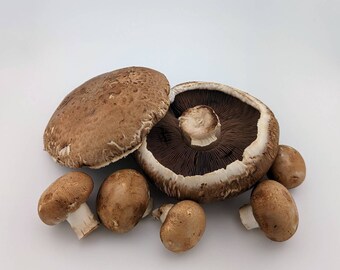 Portobello Mushroom Liquid Culture, Agaricus bisporus