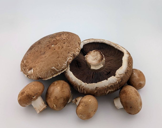 Portobello Mushroom Liquid Culture, Agaricus bisporus