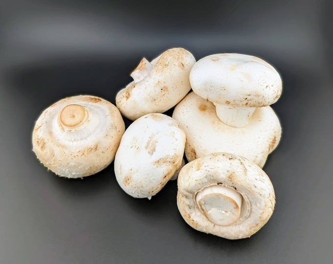 Big White Button Mushroom Liquid Culture, Agaricus bisporus