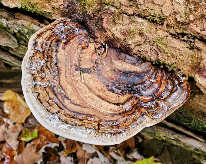 Ganoderma applanatum Artist Conk Liquid Mushroom Culture