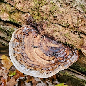 Ganoderma applanatum Artist Conk Liquid Mushroom Culture image 1