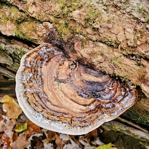 Ganoderma applanatum Artist Conk Liquid Mushroom Culture