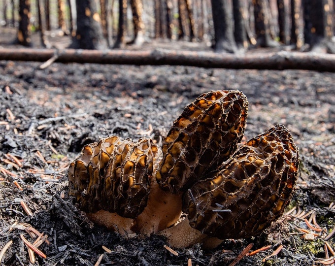 Burn Morel Mushroom Liquid Culture, Morchella eximia