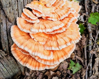 Chicken of the woods Laetiporus cincinnatus Liquid Culture