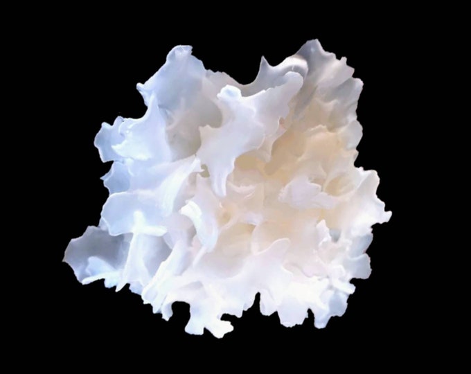 Snow Fungus Mushroom Liquid Culture Tremella fuciformis