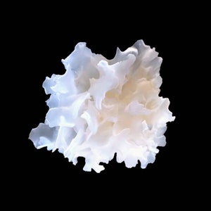 Snow Fungus Mushroom Liquid Culture Tremella fuciformis