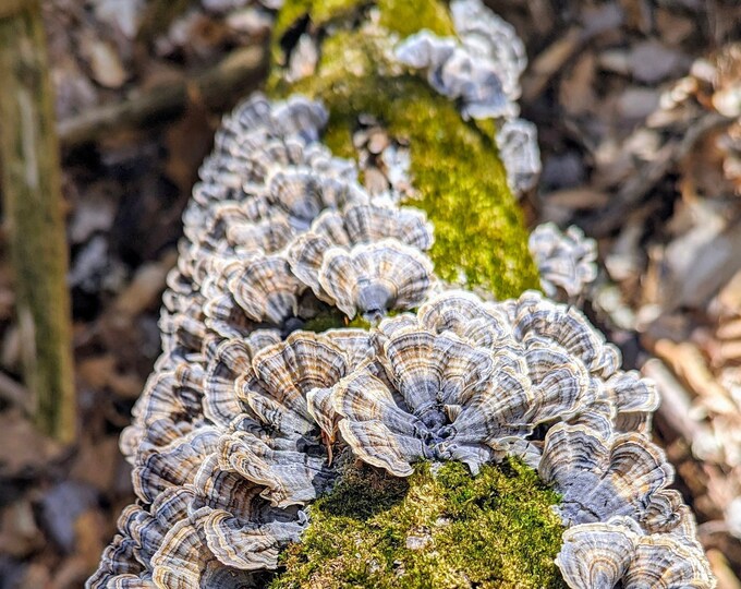 Turkey Tail Mushroom Liquid Culture Trametes versicolor