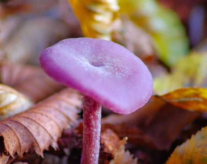 Amethyst Deceiver Mushroom Liquid Culture Laccaria amethystina