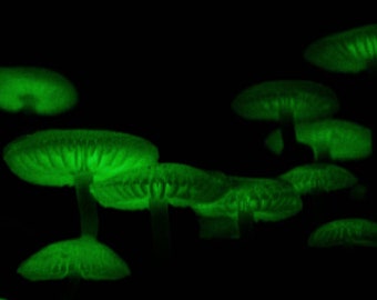 Mycena chlorophos mushroom agar plate culture
