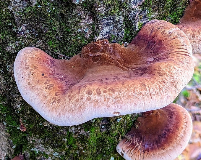 Resinous Polypore Mushroom Liquid Culture, Ischnoderma resinosum