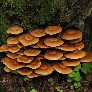 May include: A cluster of brown mushrooms growing on a tree trunk covered in moss. The mushrooms are arranged in a tiered formation, with the largest mushrooms at the top and the smallest mushrooms at the bottom.